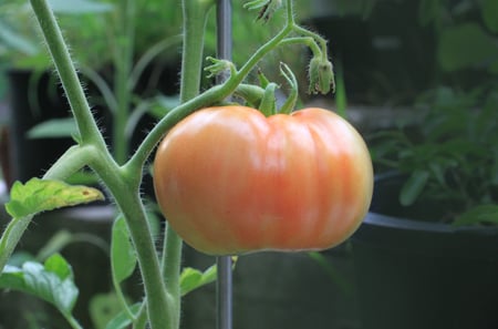 tomatoes plant vegetables