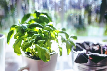plant herbs plants easy