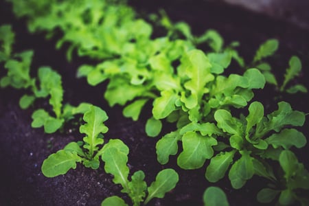gardening plants seedlings